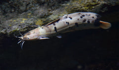 Clarias Batrachus