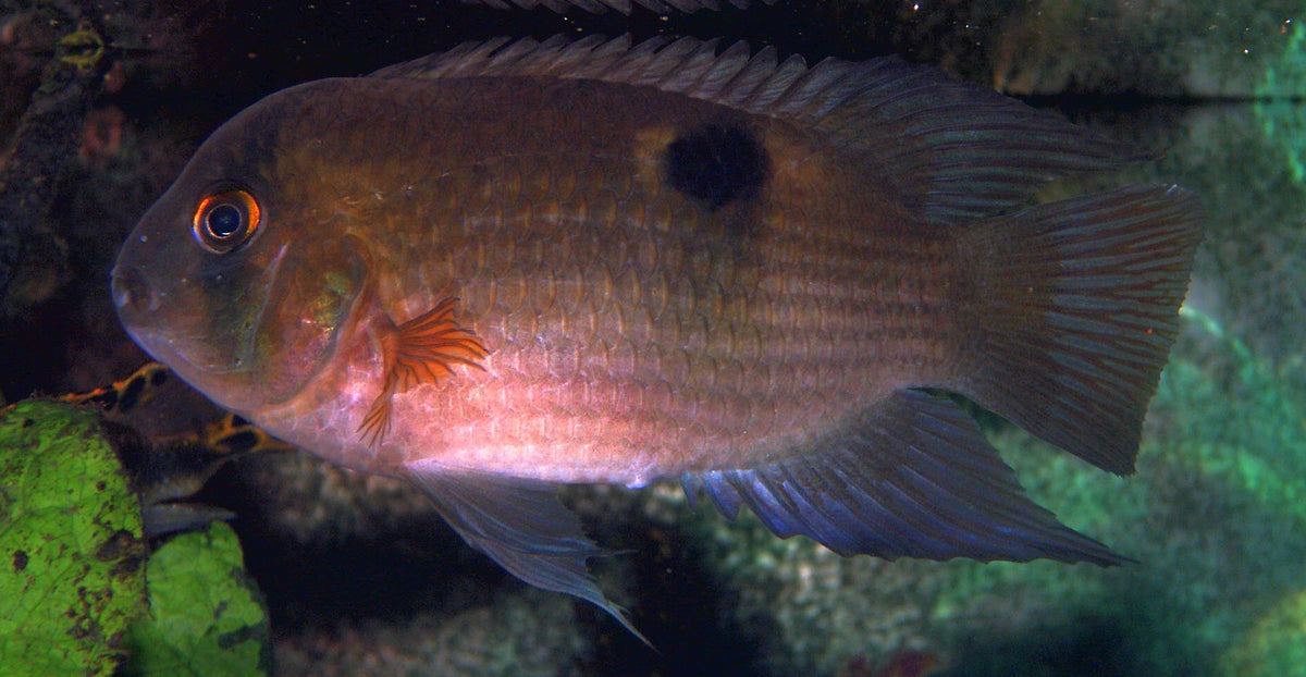Aequidens-Cleithracara Maronii