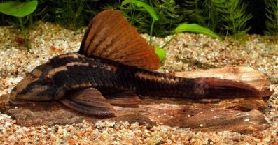 Cochliodon basiliko