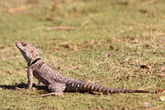 Oplurus Cuvieri Madagaskar Halsbandleguaan