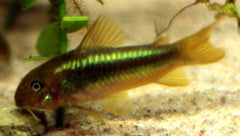 Corydoras Aeneus Peru Green Stripe L Pantsermeerval Peru Green Stripe