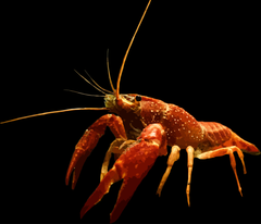 Cherax sp. Orange