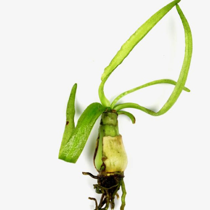 Crinum thaianum