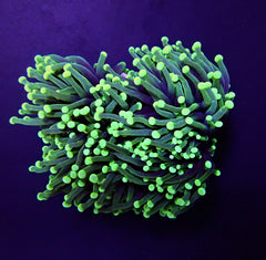 Euphyllia cristata (Green Ultra)