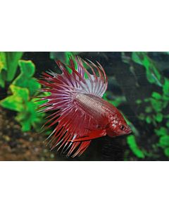 Betta Splendens crowntail man mixed colors