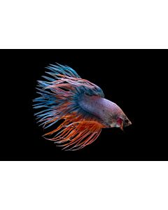 Betta Splendens crowntail man mixed colors