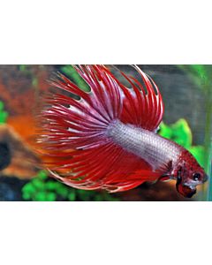 Betta Splendens crowntail man mixed colors