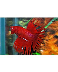 Betta Splendens crowntail man mixed colors