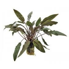 Cryptocoryne sp. brown