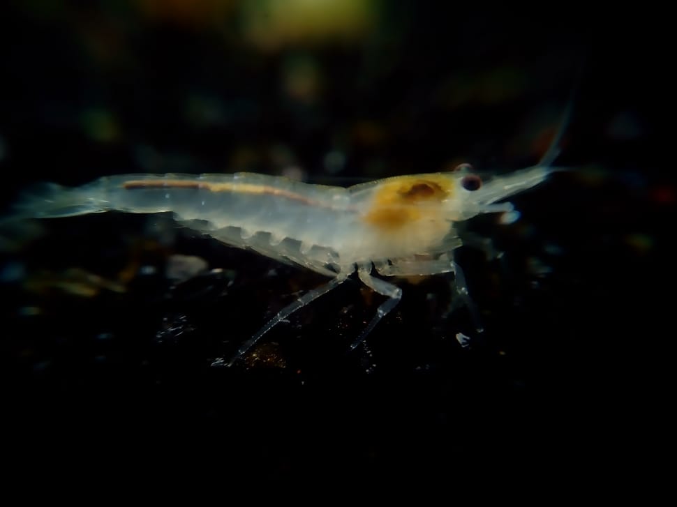 Neocaridina cf. Zhangjajensis - White Pearl Garnaal