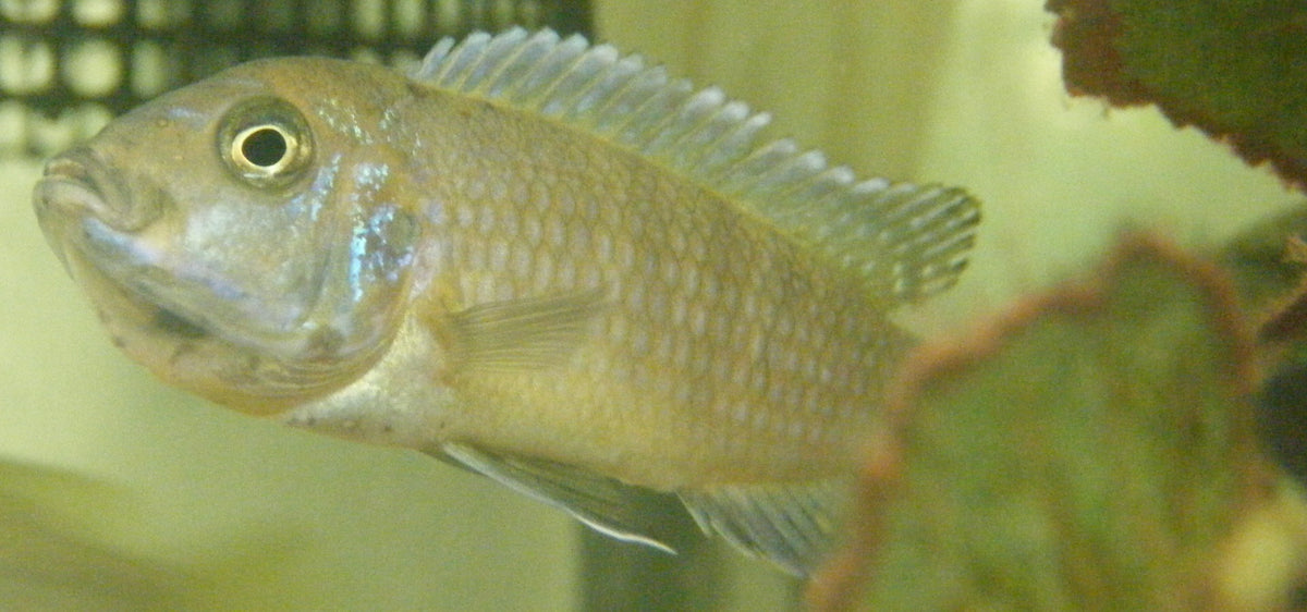 Cynotilapia afra