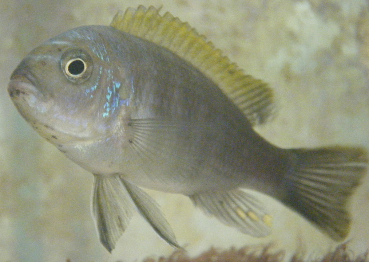 Cynotilapia afra Mbamba - Mpangha Rock