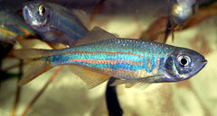 Devario Malabaricus ML