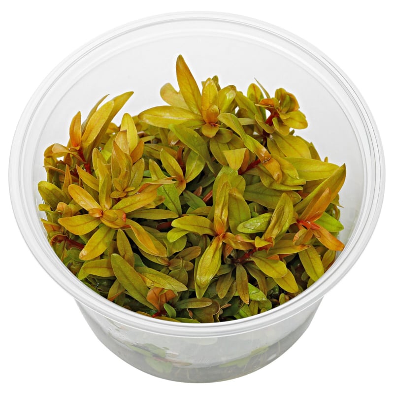 Nesaea pedicellata golden in vitro