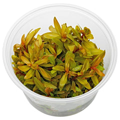 Nesaea pedicellata golden in vitro