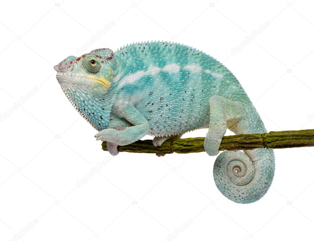Furcifer pardalis "Nosy Be"