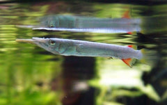 Dermogenys pusillus