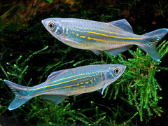 Devario Annandalei M
