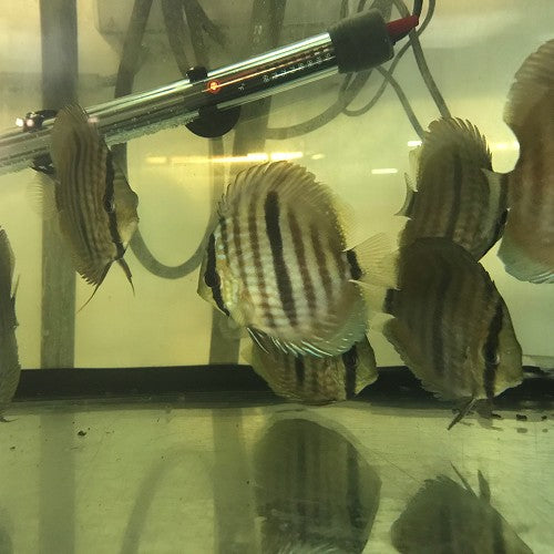 Symphysodon aequifasciatus Heckel  Discus Heckel 8-10 cm