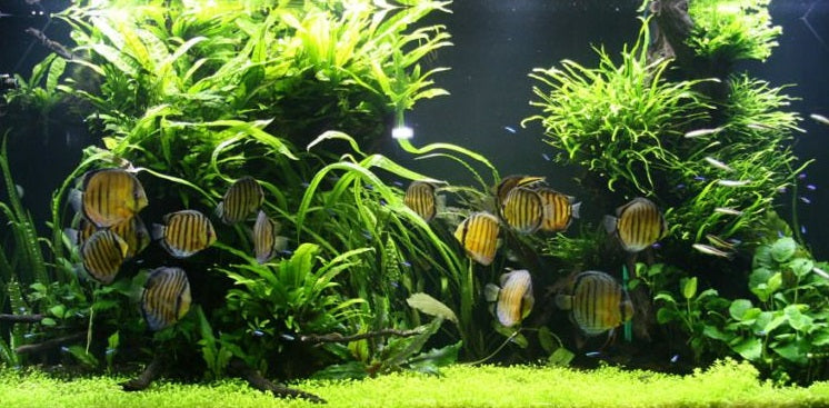 Plantenpakket Discus