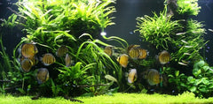 Plantenpakket Discus