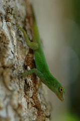 Anolis distichus