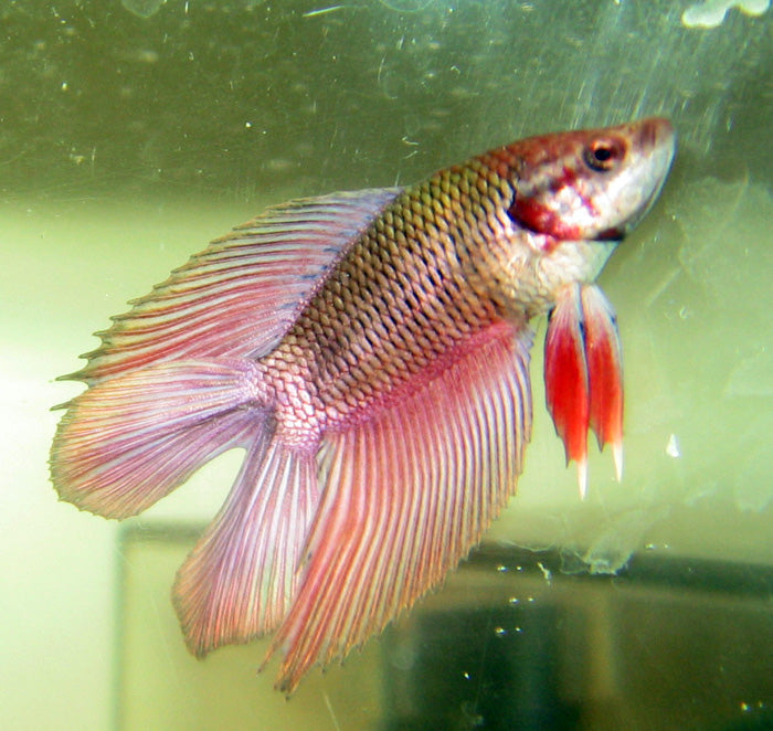 Betta Splendens Kempvis Man Doubletail Mixed colors