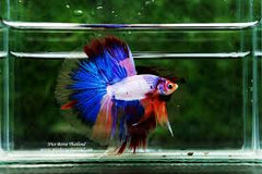 Betta Splendens Halfmoon thai flag man