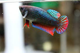 Betta Splendens Half Moon Vrouw