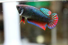 Betta Splendens Half Moon Vrouw