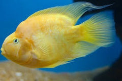 Cichlasoma yellow Parrot