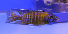 Aulonocara steveni blue neon