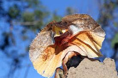 Chlamydosaurus kingii
