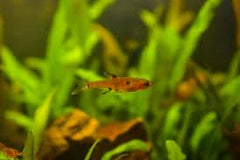 Boraras Maculatus