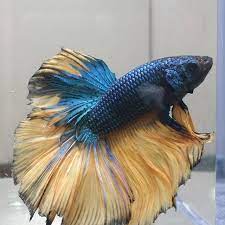 Betta Splendens Superdelta mixed colors
