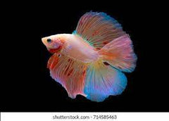 Betta Splendens Kempvis Man Doubletail Mixed colors