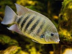 Etroplus Suratensis M Groene Chroom Cichlide