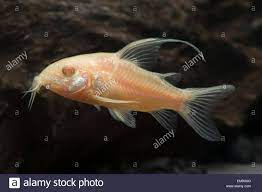 Corydoras albino longfin