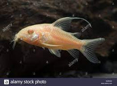 Corydoras albino longfin
