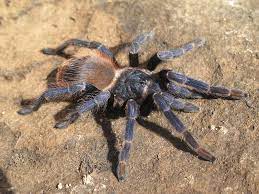 Pterinopelma sazimai Braziliaans blauwe vogelspin