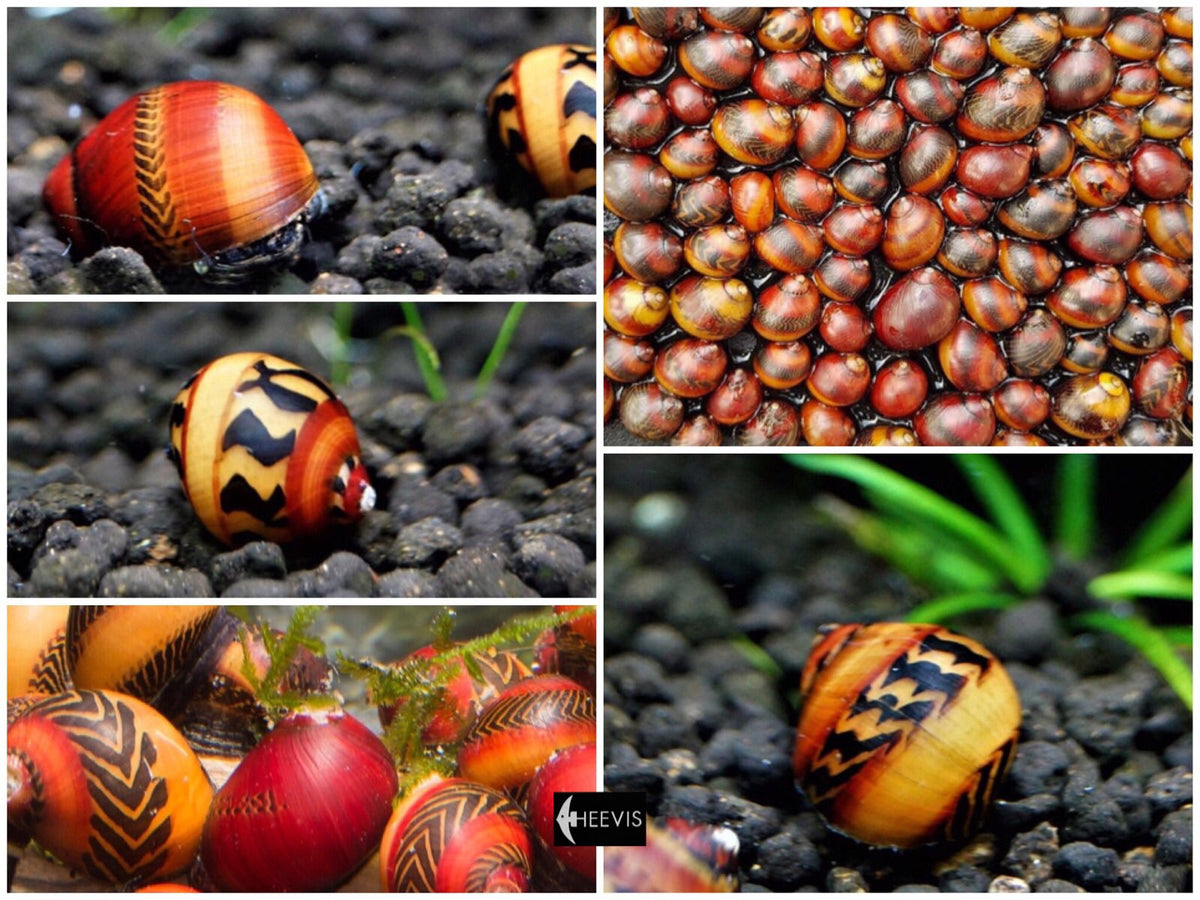 Neritina waigiensis Rode Neritina slak