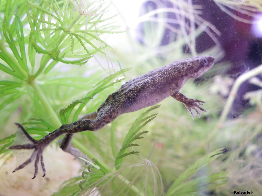 Hymenochirus boettgeri Dwergklauwkikker