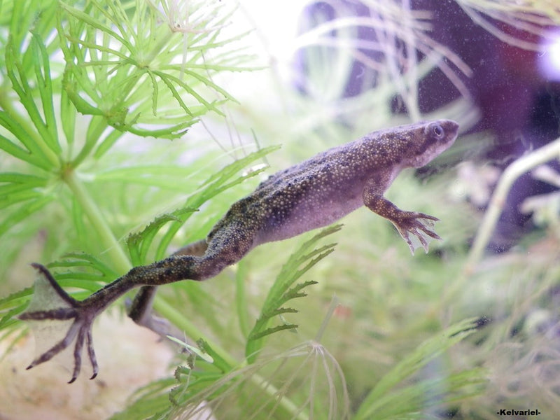 Hymenochirus boettgeri Dwergklauwkikker