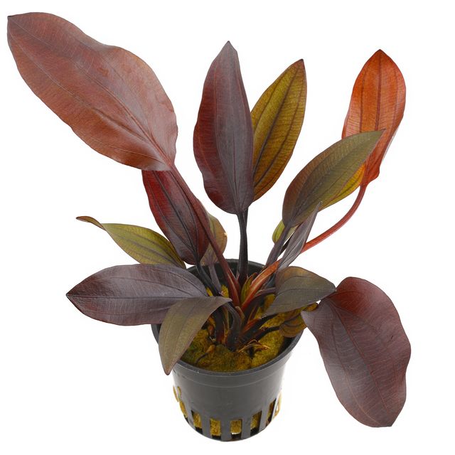 Echinodorus Aflame