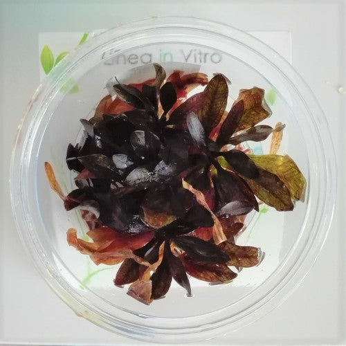 Echinodorus 'Little Mystery' - In Vitro Cup