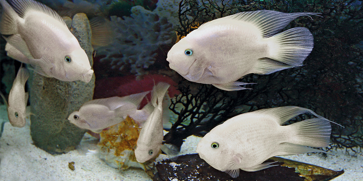 CICHLASOMA HYBRID PLATINUM PARROT PAPEGAAI CICHLIDE PLATINUM