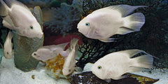 CICHLASOMA HYBRID PLATINUM PARROT PAPEGAAI CICHLIDE PLATINUM