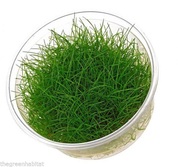 Eleocharis Parvula - In Vitro Cup