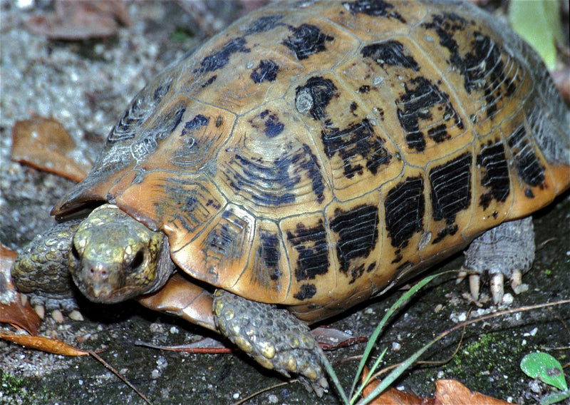Indotestudo elongata