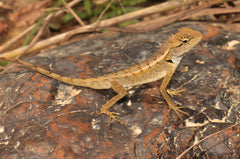 Calotes Emma